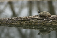 Riflesso della tartaruga