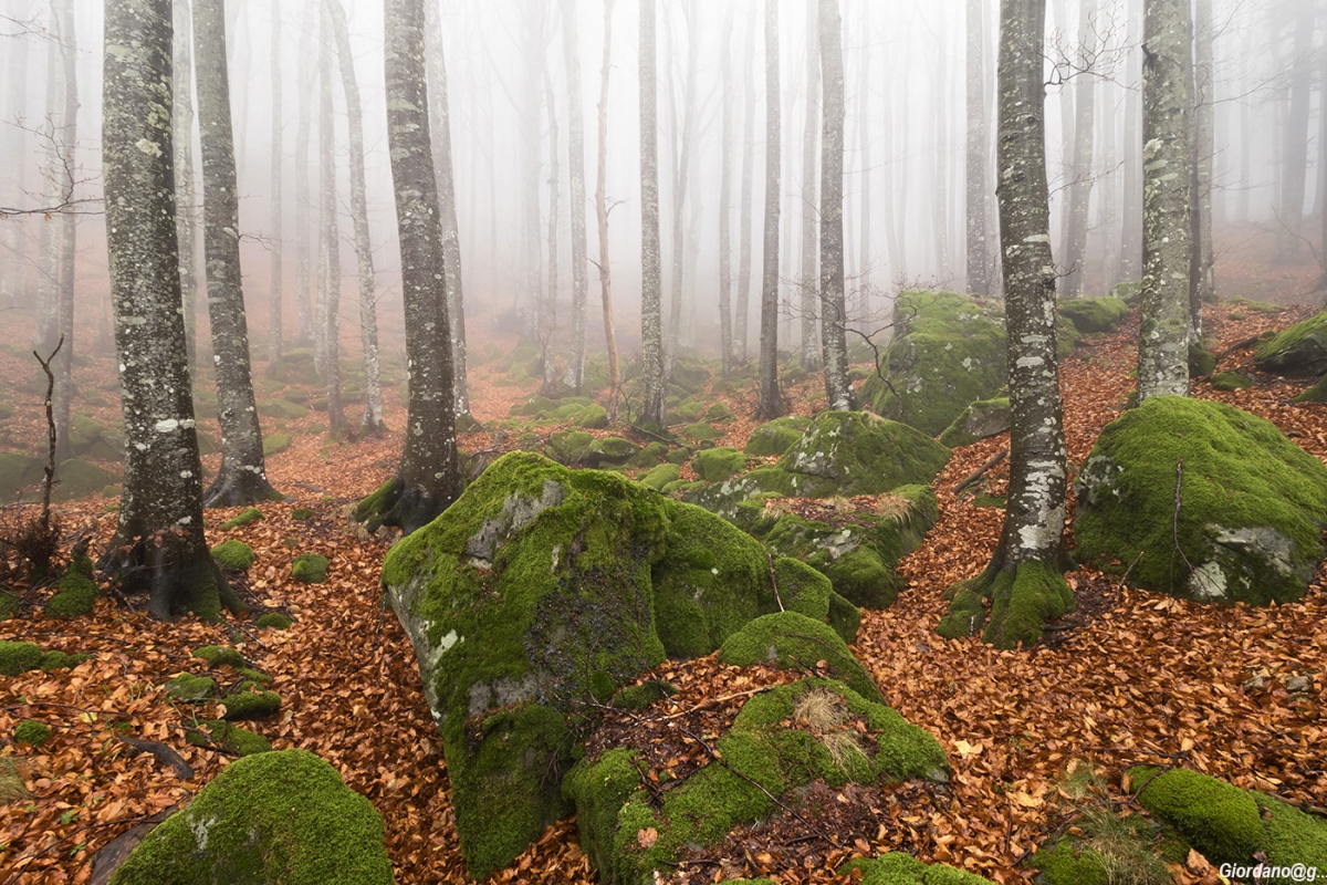 La faggeta..nella nebbia