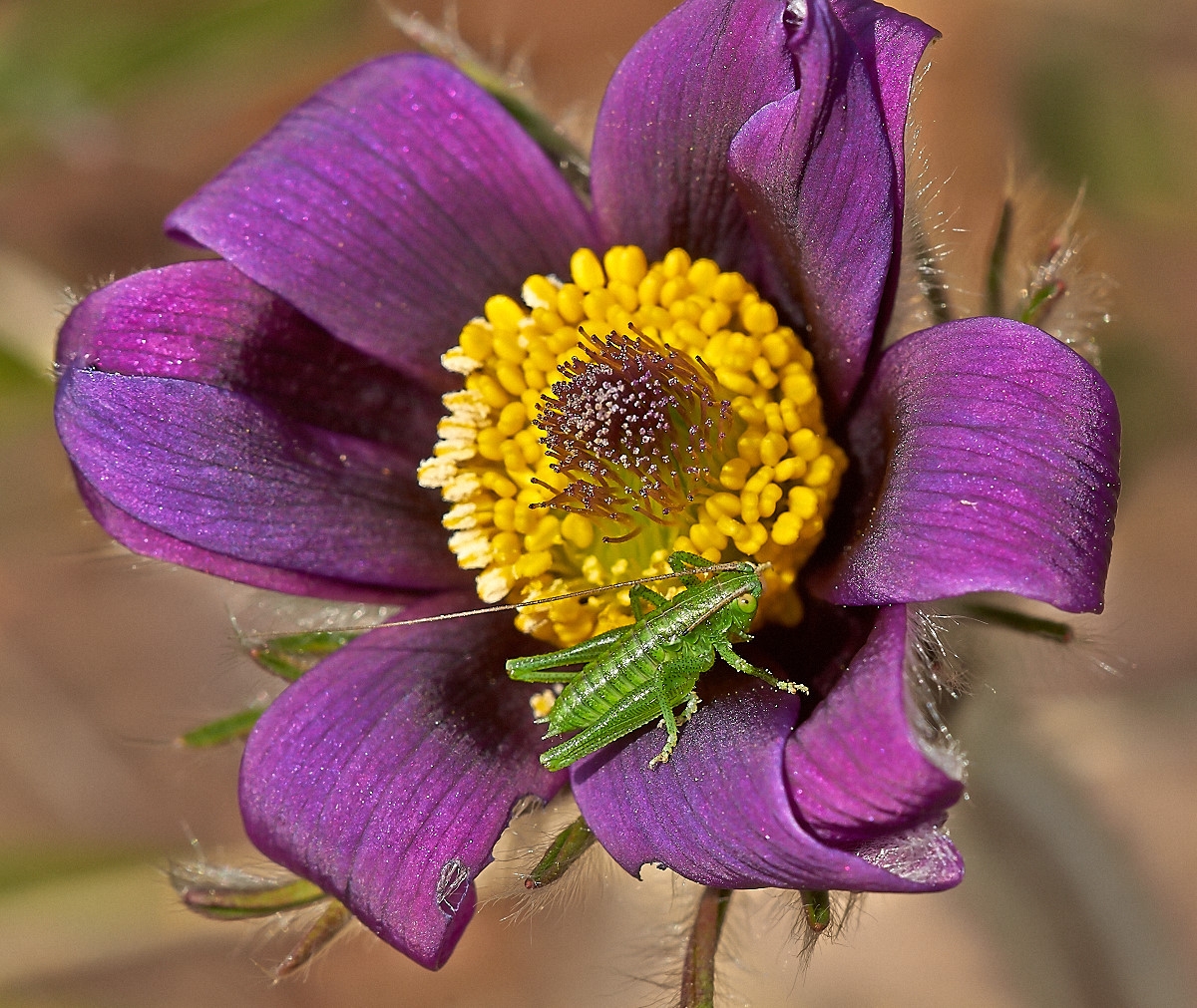 Pulsatilla+ospite