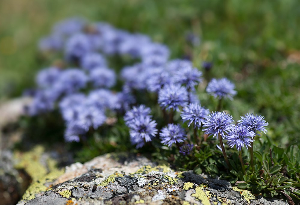 Vedovelle alpine