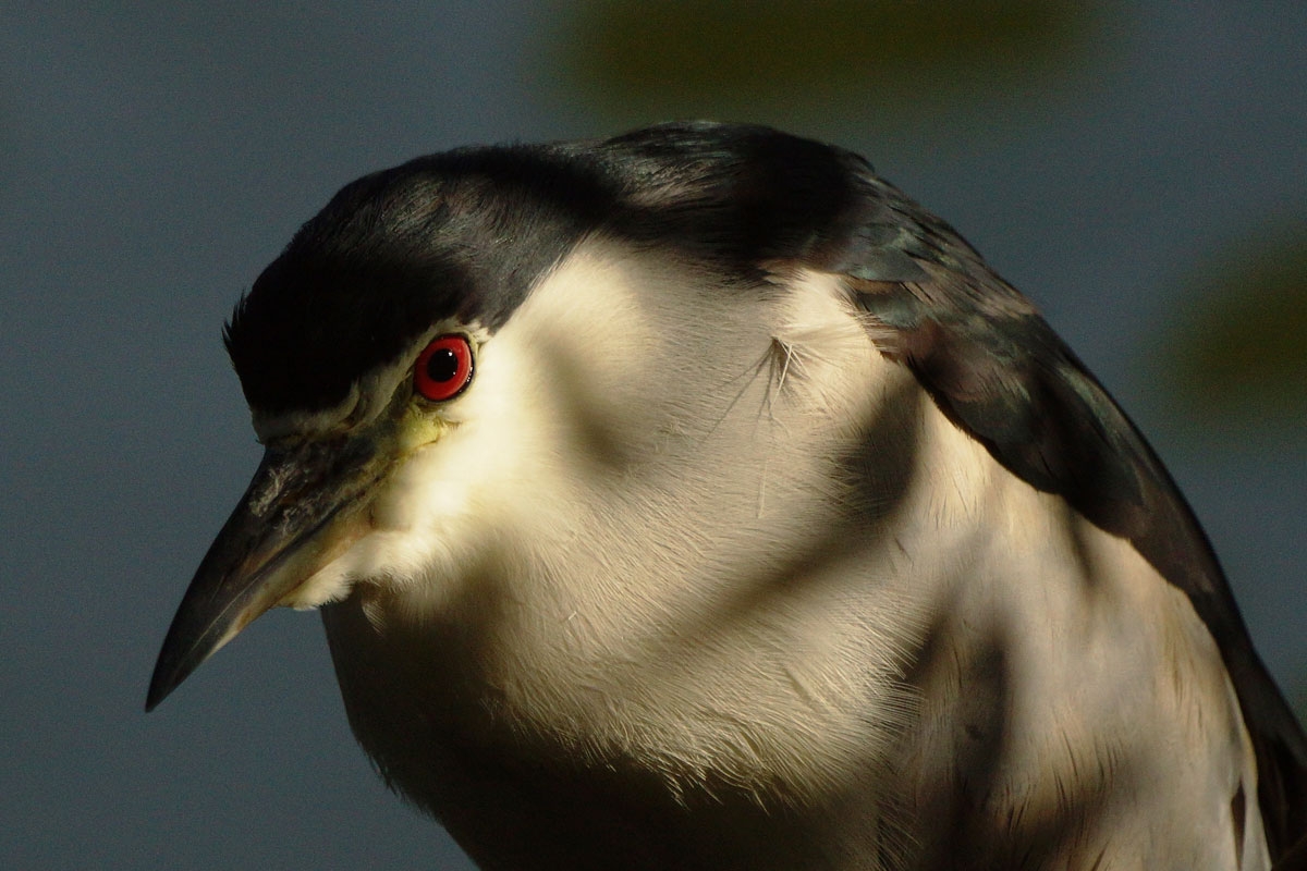 Night Heron Nycticorax nyct