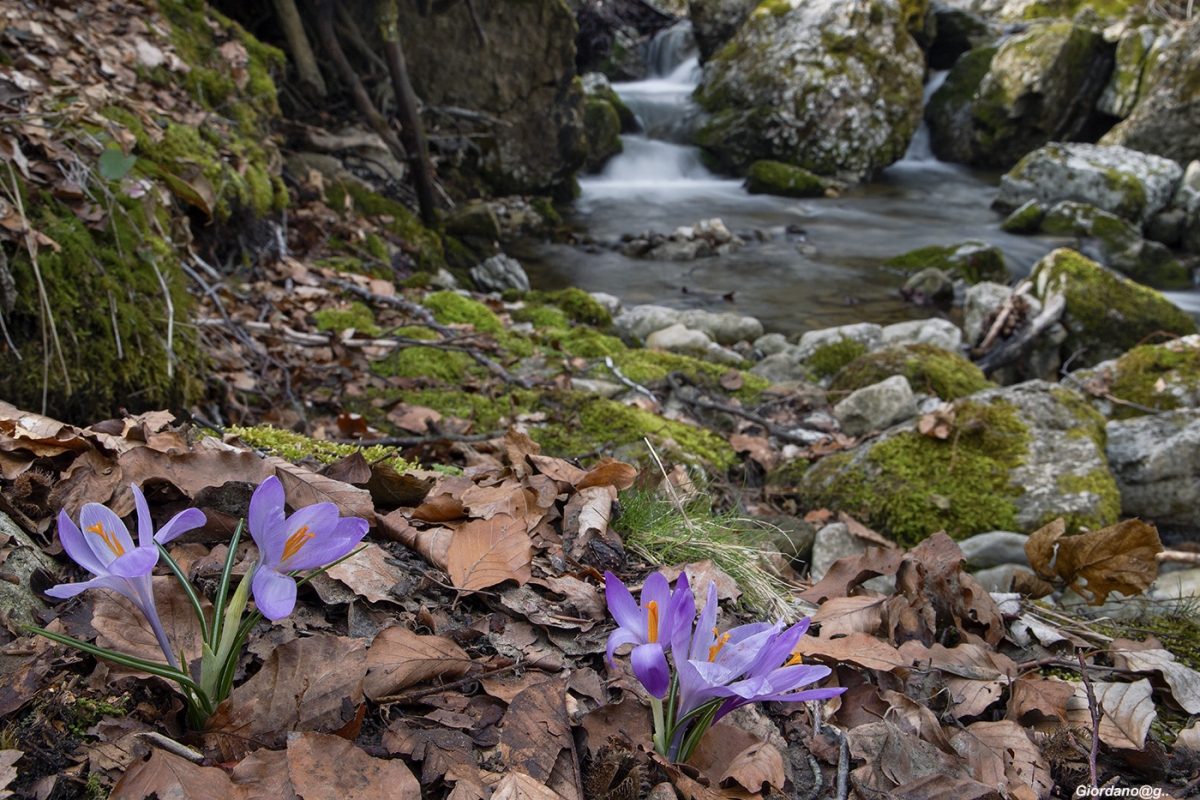 Crocus ambientati...