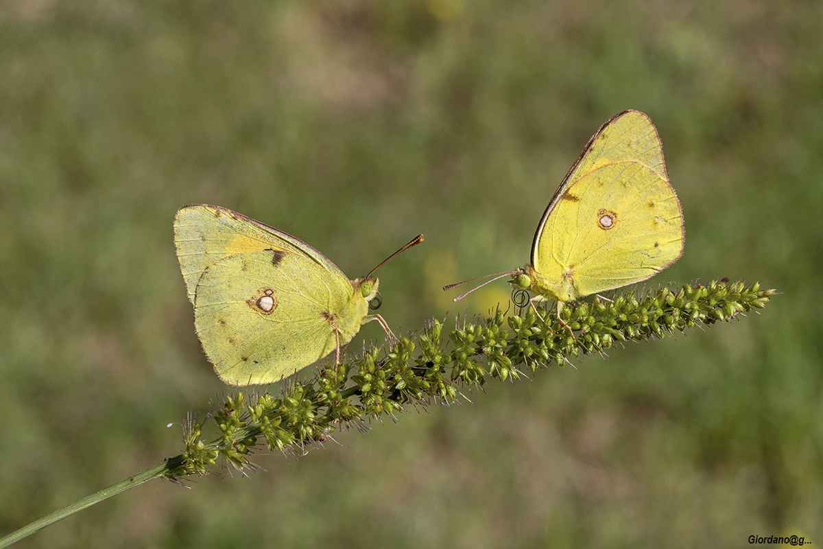 Colias Crocea..