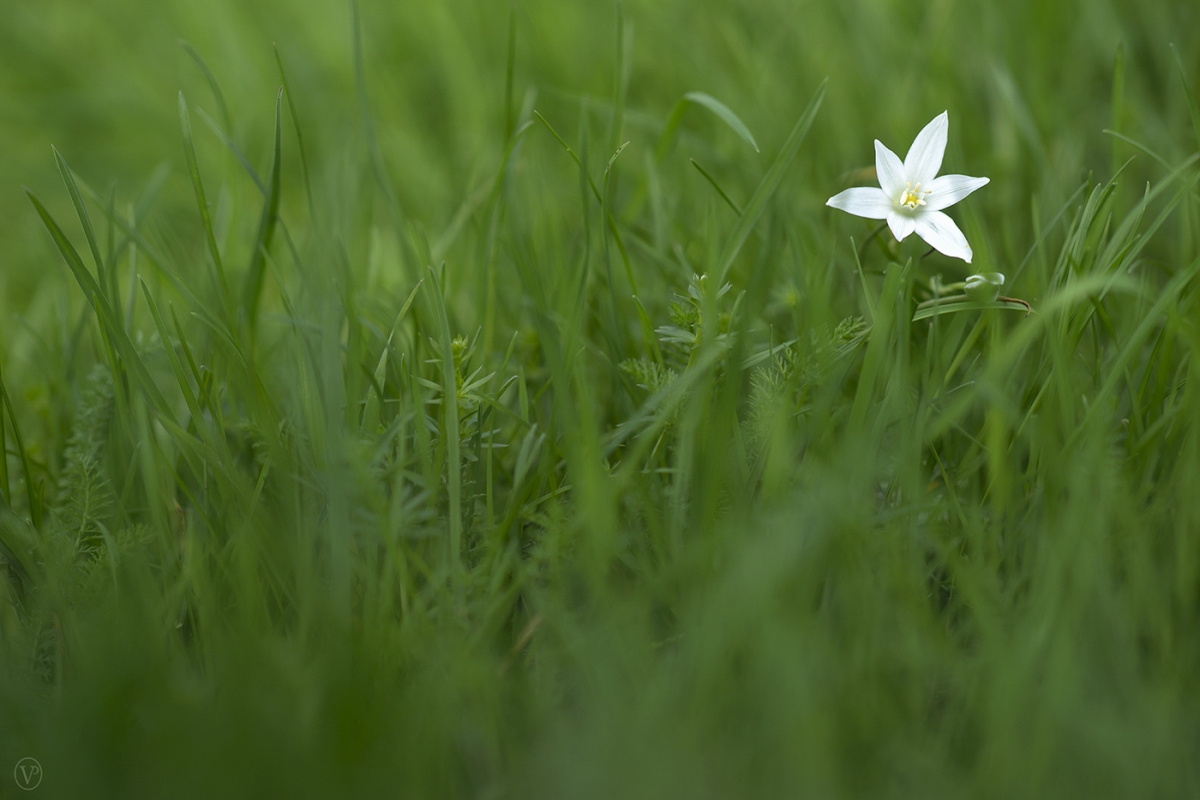 primavera