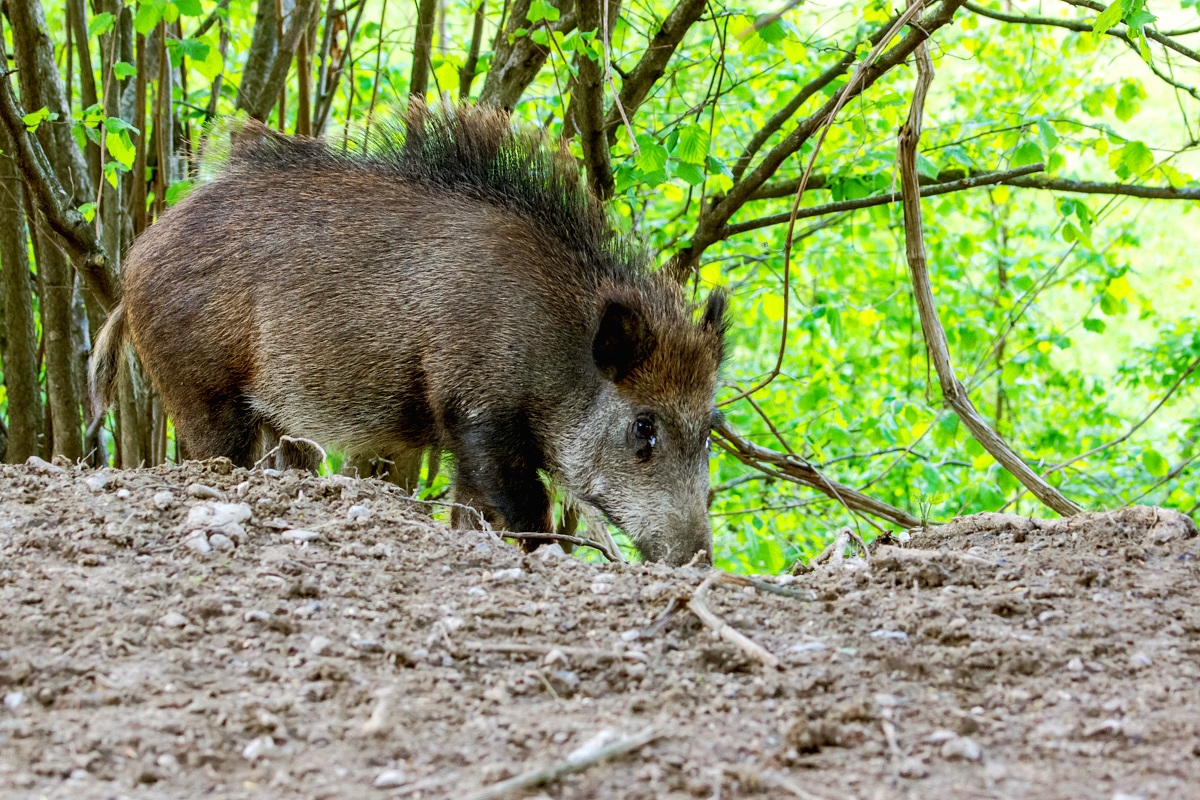 cinghiale