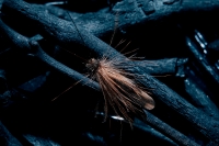 [STILL LIFE] ::: Sedge Fly :::