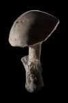 Amanita Ovoidea