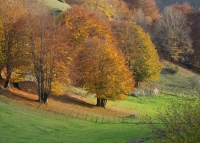 Autunno Rascino