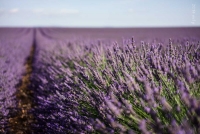 Plateau de Valensole 2