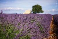 Plateau de Valensole 3