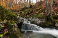 Torrente-nel-bosco