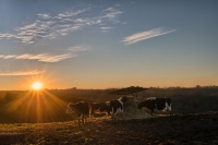 Mucche al tramonto