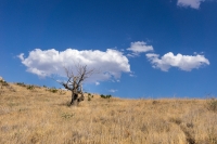 L'Albero delle Nuvole