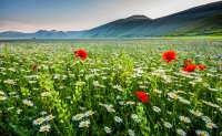 castelluccio