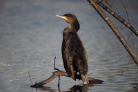 Comune cormorano