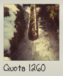 quota-1260