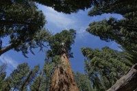 Sequoia national park