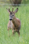 Giovane capriolo curioso