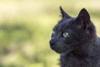 A thoughtful cat