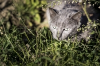 Into the meadow