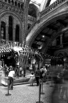 Natural History Museum - 01