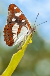 Limenitis reducta