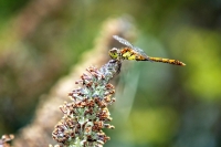 Libellula