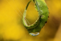 l'anello della natura