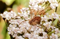 ragno su fiore con occhi