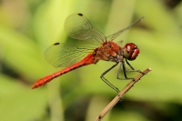 sympetrum