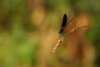 Libellula nera