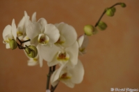 Orchidea