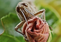 Focus stacking su locusta