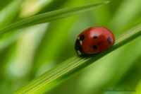 Coccinella