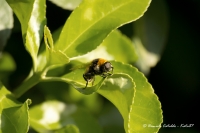 L'ape-mosca sentinella