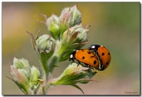 Coccinelle..