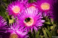 Delosperma Grandiflorum with bumble-bee