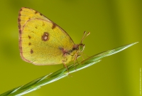 Colias australis