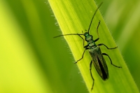 GREEN BUG