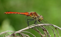 libellula rossa