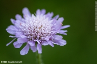 Knautia arvensis