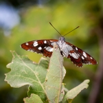 Limenitis reducta