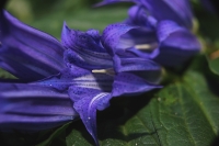 Gentiana asclepiade