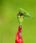 grasshopper