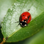 Coccinella1