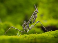 Empusa Pennata