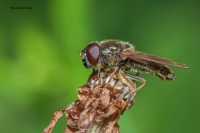 Syrphidae