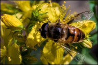 mosca dei fiori (Syrphidae)