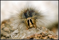 :: CATERPILLAR ::