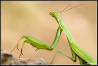 :: MANTIS ::